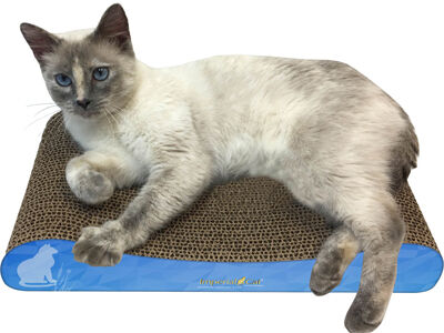 Fun for Pets, Healthy for the Planet